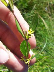 Cryptolepis oblongifolia