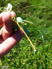 Cryptolepis oblongifolia