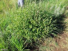 Cryptolepis oblongifolia