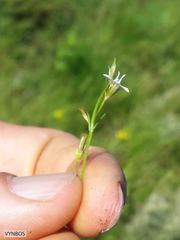 Lobelia pteropoda