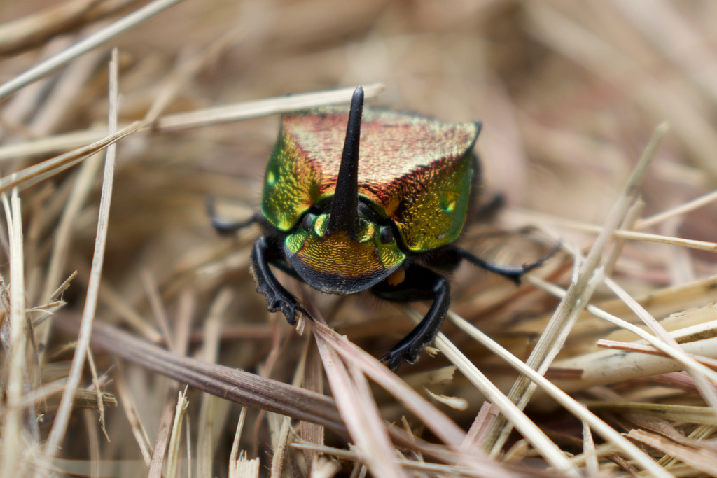 Rainbow scarab (Phanaeus vindex)