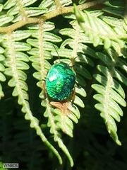 Erachtheus lutulentus