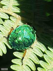 Erachtheus lutulentus