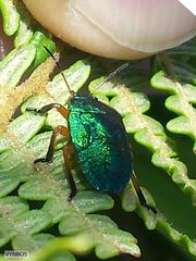 Erachtheus lutulentus