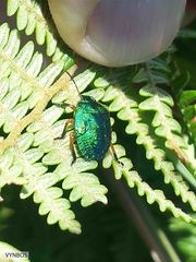 Erachtheus lutulentus