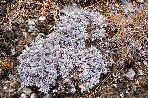 Myosotis albosericea (Myosotis albosericea)