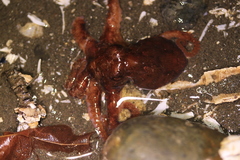 Octopodidae