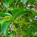 Dendrocnide photiniiphylla - Photo (c) Tony Rodd,  זכויות יוצרים חלקיות (CC BY-NC-SA)