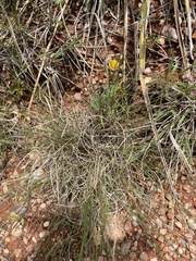 Bouteloua dactyloides