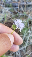 Gilia capitata capitata