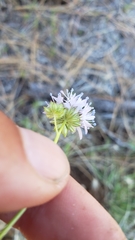 Gilia capitata capitata
