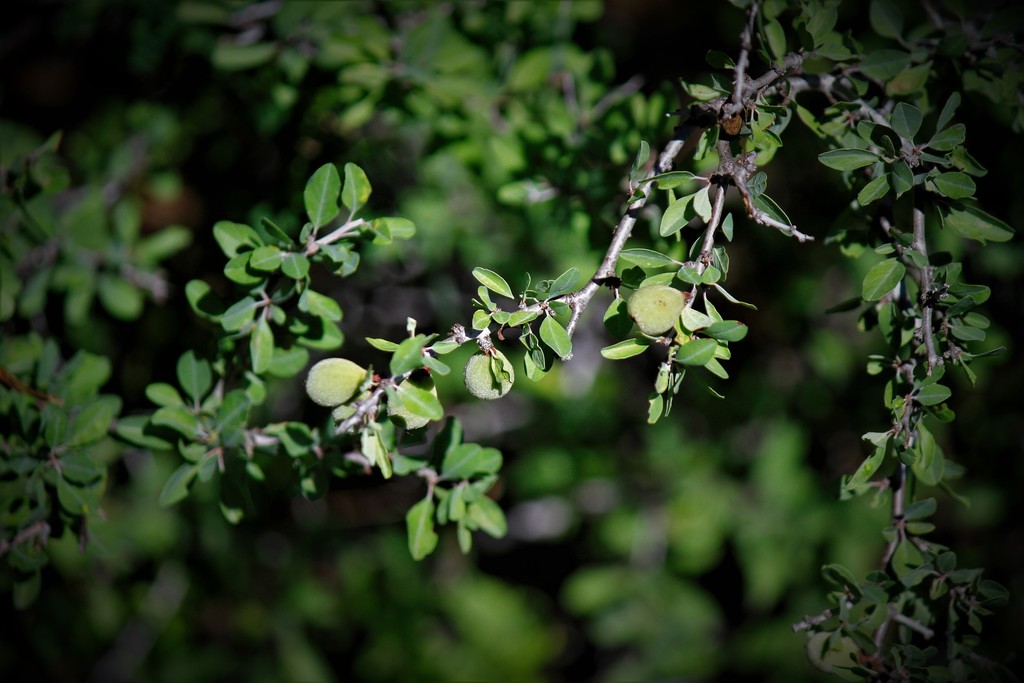 Desert Almonds