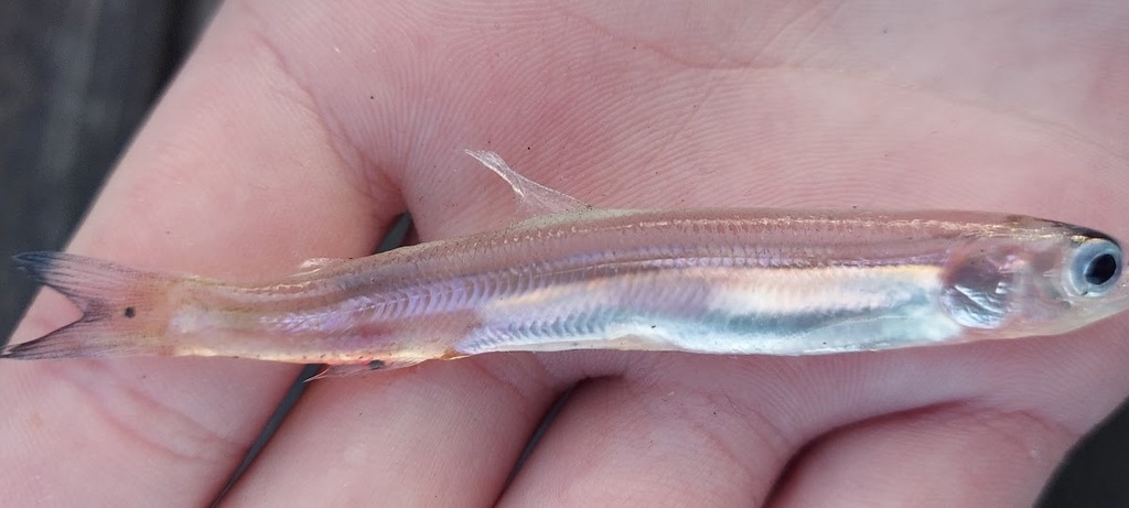 whitebait smelt
