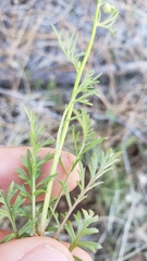 Gilia capitata capitata