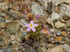 Leptosiphon latisectus