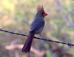 Cardinalis cardinalis superbus