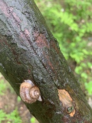 Cyclophoridae
