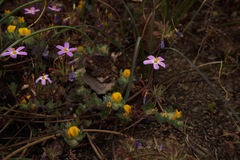 Leptosiphon latisectus