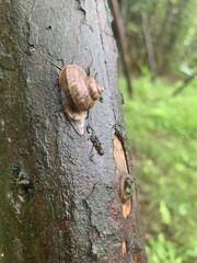 Cyclophoridae