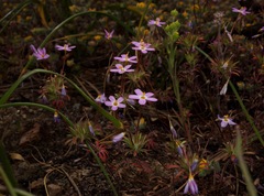 Leptosiphon latisectus