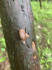 Cyclophoridae