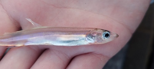 Whitebait smelt (Allosmerus elongatus) — Osmeridae — 3