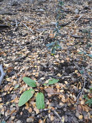 Adenocaulon chilense