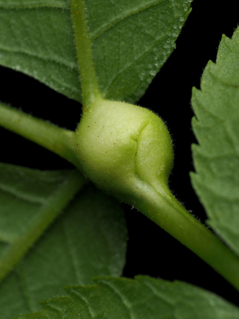 Phylloxera Caryaemagna