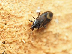 Lyctocoris