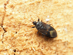 Lyctocoris