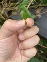 Clausiliidae