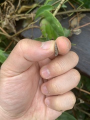 Clausiliidae