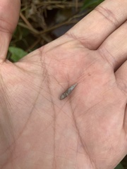 Clausiliidae