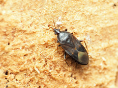 Lyctocoris