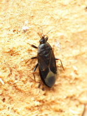 Lyctocoris