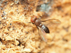 Chymomyza procnemoides