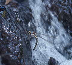 Notoaeschna sagittata