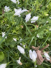 Mazus miquelii