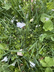 Mazus miquelii