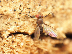 Chymomyza procnemoides