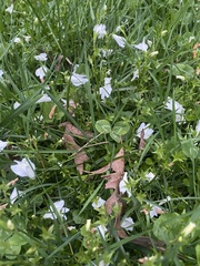 Mazus miquelii
