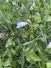 Mazus miquelii