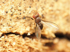Chymomyza procnemoides