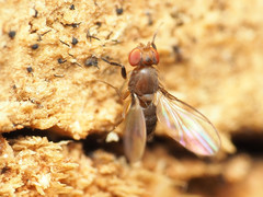 Chymomyza procnemoides