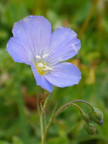 Linum perenne ssp. anglicum