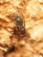 Chymomyza procnemoides