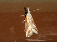 Arotrophora arcuatalis