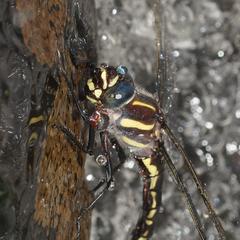 Notoaeschna sagittata