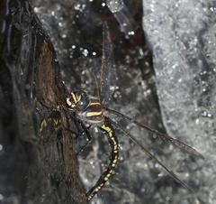 Notoaeschna sagittata
