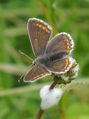 Aricia artaxerxes salmacis